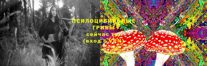 купить наркоту  Валуйки  Галлюциногенные грибы Cubensis 